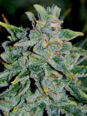 Delicious Seeds Northern Light Blue Auto 10 Stk feminisiert