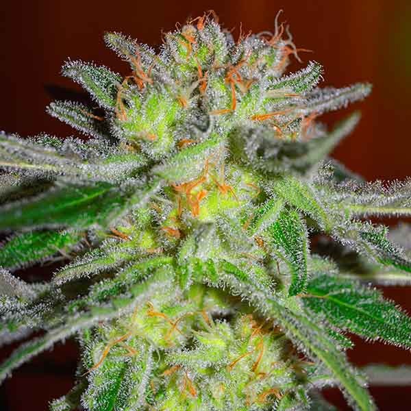 Delicious Seeds northern light blue Samen