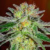 Delicious Seeds Northern Light Blue 10 Stk feminisiert