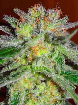 Delicious Seeds Northern Light Blue 10 Stk feminisiert