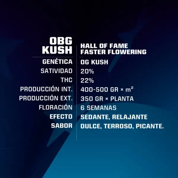 BSF Seeds obg kush Samen – Bild 2