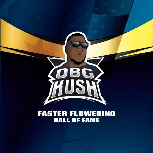BSF Seeds obg kush Samen – Bild 3