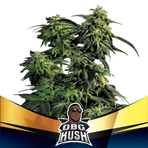 BSF Seeds obg kush Samen