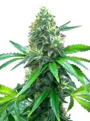 Blimburn Seeds OG's Kush 9 Stk feminisiert