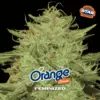 BSF Seeds orange blossom Samen