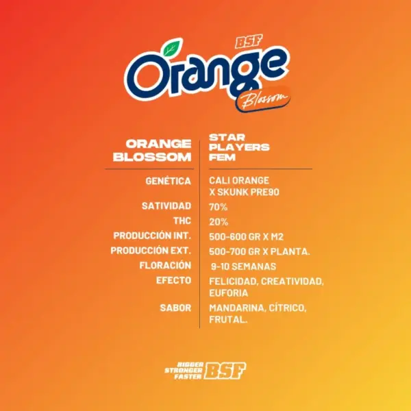 BSF Seeds orange blossom Samen – Bild 3