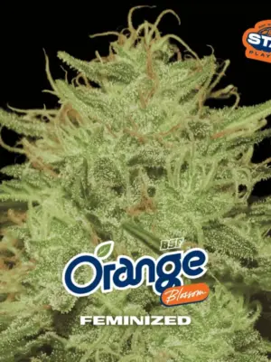 BSF Seeds orange blossom Samen