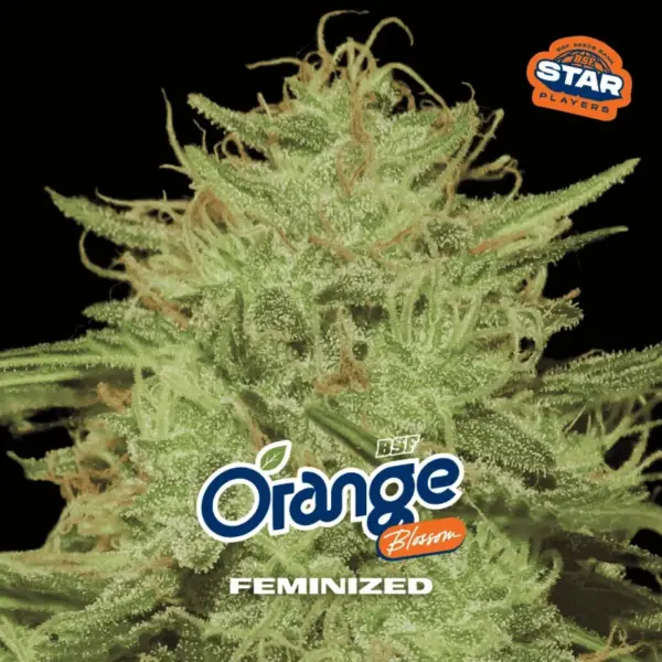 BSF Seeds orange blossom Samen
