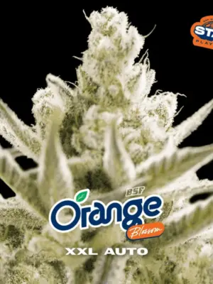 BSF Seeds orange blossom xxl auto Samen