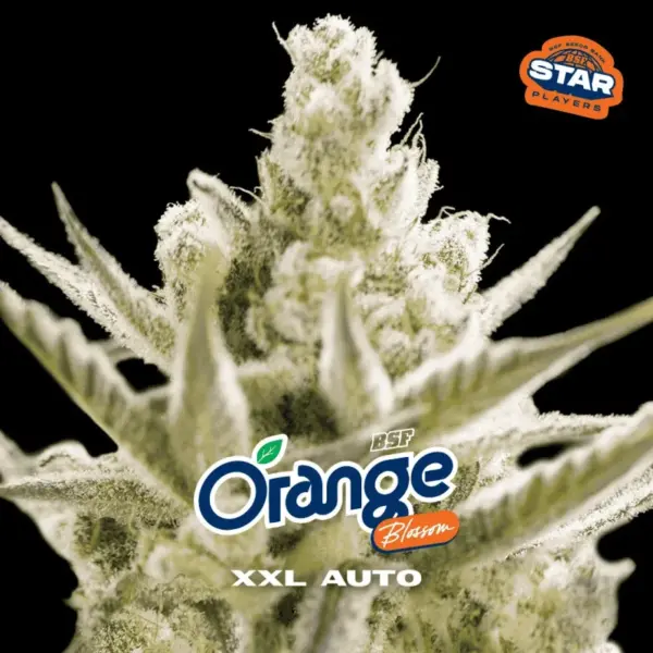 BSF Seeds orange blossom xxl auto Samen