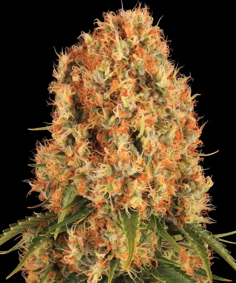 Autoflower vs feminisiert: Barneys Farm Orange Sherbert 3 Stk feminisiert