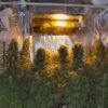 Ace Seeds orient express regular seeds Samen – Bild 5