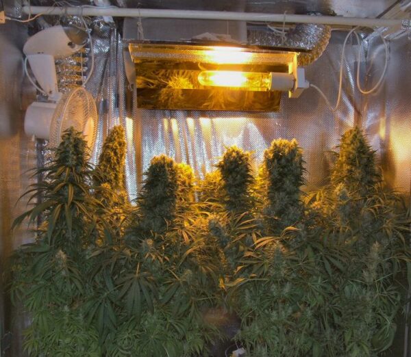 Ace Seeds orient express regular seeds Samen – Bild 5