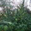 Ace Seeds panama regular seeds Samen – Bild 5