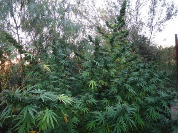 Ace Seeds panama regular seeds Samen – Bild 5