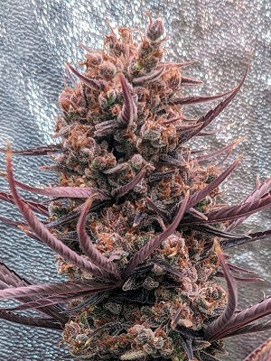 Ace Seeds Panama Haze 5 Stk feminisiert