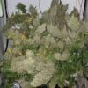 Ace Seeds panama bangi haze semillas feminizadas Samen – Bild 4