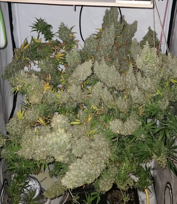 Ace Seeds panama bangi haze semillas feminizadas Samen – Bild 4