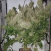 Ace Seeds panama bangi haze semillas feminizadas Samen – Bild 5