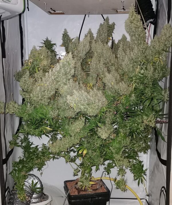 Ace Seeds panama bangi haze semillas feminizadas Samen – Bild 5