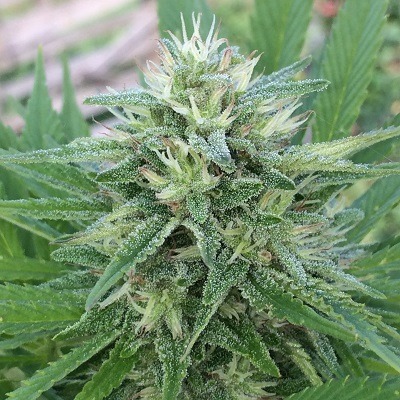 Ace Seeds panama bangi haze semillas feminizadas Samen – Bild 3