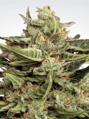 Paradise Seeds Vertigo Auto 3 Stk feminisiert