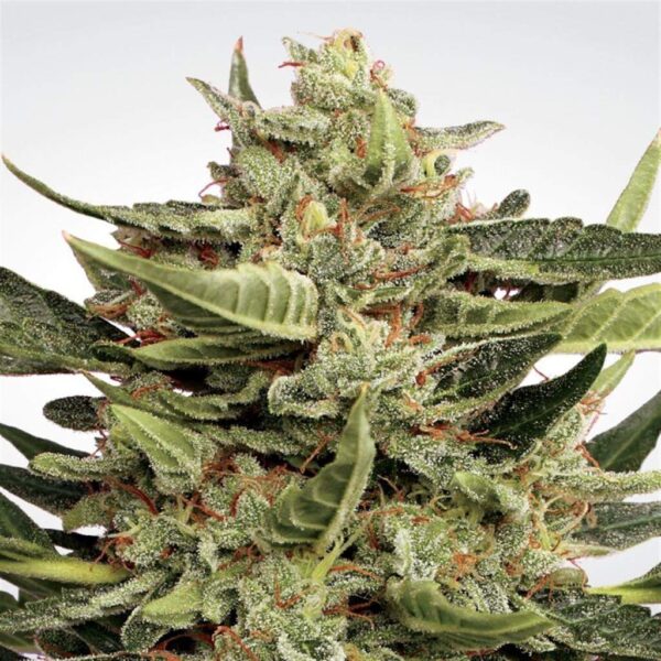 Paradise Seeds Vertigo Auto 3 Stk feminisiert Paradise Seeds Vertigo Auto 3 Stk feminisiert