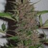 Ace Seeds pakistan chitral kush regular seeds Samen – Bild 5