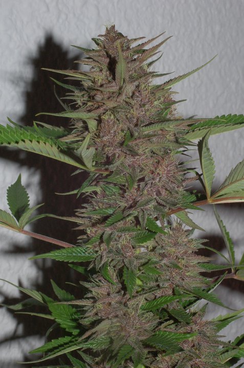 Ace Seeds pakistan chitral kush regular seeds Samen – Bild 5