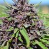 Ace Seeds panama x pck semillas feminizadas Samen – Bild 3