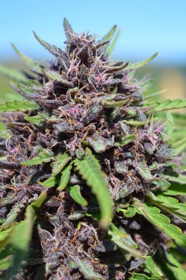 Ace Seeds panama x pck semillas feminizadas Samen – Bild 3