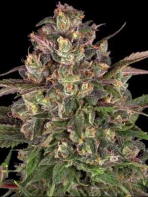 Peyote Critical Barneys Farm 3er Pack