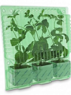 Pflanzen Verpackung 3er Würfel 75mm x 75mm x 65mm / Laubhöhe 390mm