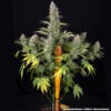 Barney's Farm pineapple chunk Samen – Bild 2