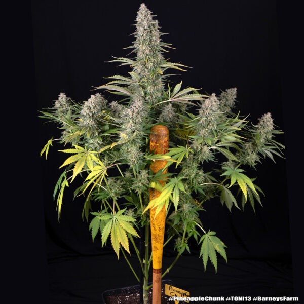 Barney's Farm pineapple chunk Samen – Bild 2