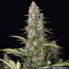 Barney's Farm pineapple chunk Samen – Bild 3