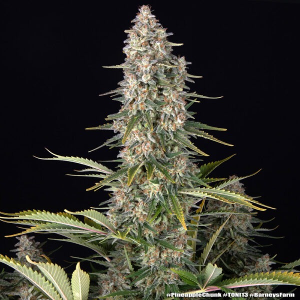 Barney's Farm pineapple chunk Samen – Bild 3