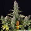 Barney's Farm pineapple chunk Samen – Bild 4