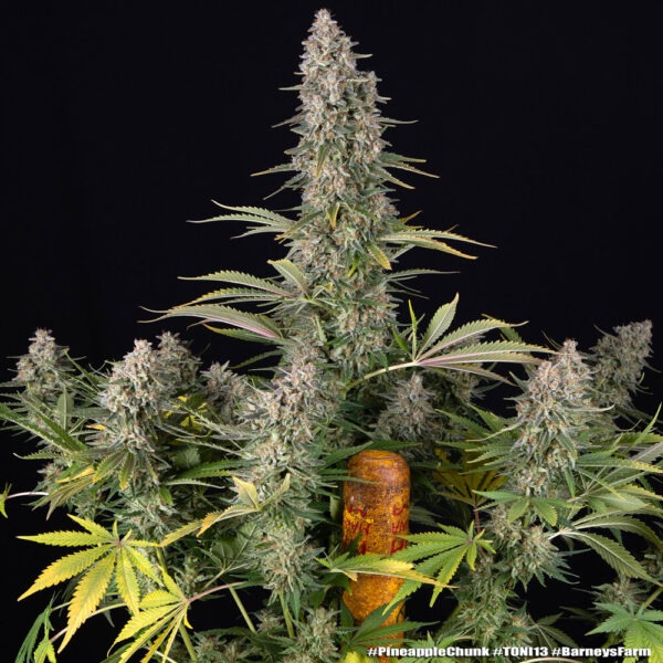 Barney's Farm pineapple chunk Samen – Bild 4