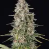 Barney's Farm pineapple chunk Samen