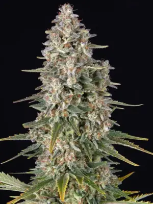 Barneys Farm Pineapple Chunk 10 Stk feminisiert