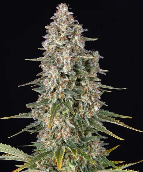 Barneys Farm Pineapple Chunk 10 Stk feminisiert