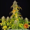 Barney's Farm pineapple express auto Samen – Bild 2