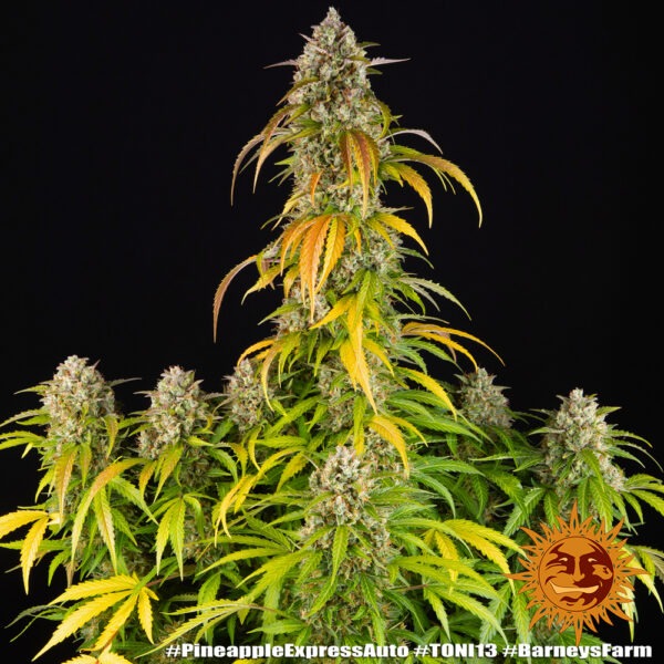 Barney's Farm pineapple express auto Samen – Bild 2