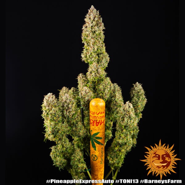 Barney's Farm pineapple express auto Samen – Bild 3