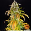 Barney's Farm pineapple express auto Samen – Bild 4