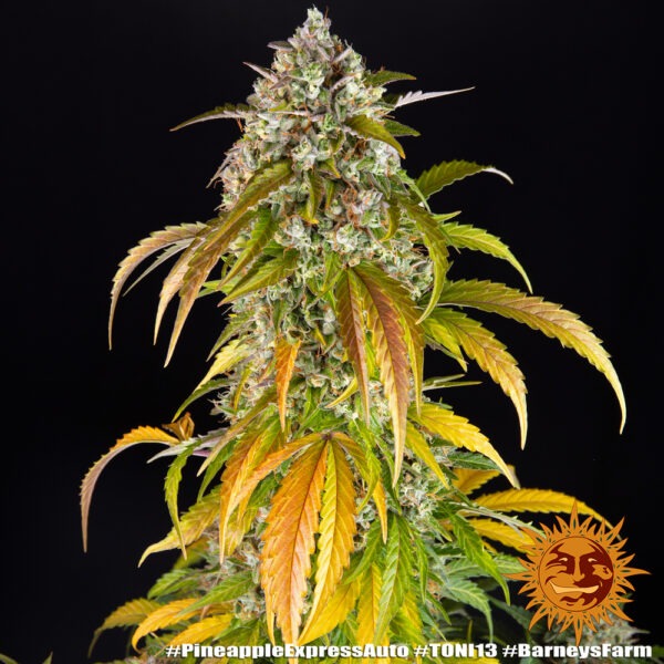 Barney's Farm pineapple express auto Samen – Bild 4