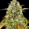 Barney's Farm pineapple express auto Samen