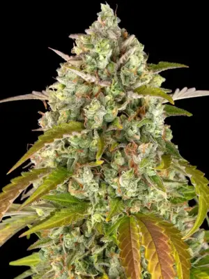 Barneys Farm Pineapple Express Auto 10 Stk feminisiert