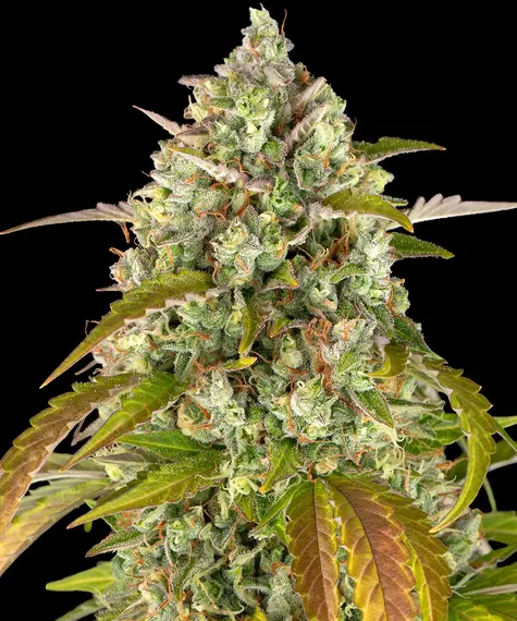 Barneys Farm Pineapple Express Auto 10 Stk feminisiert